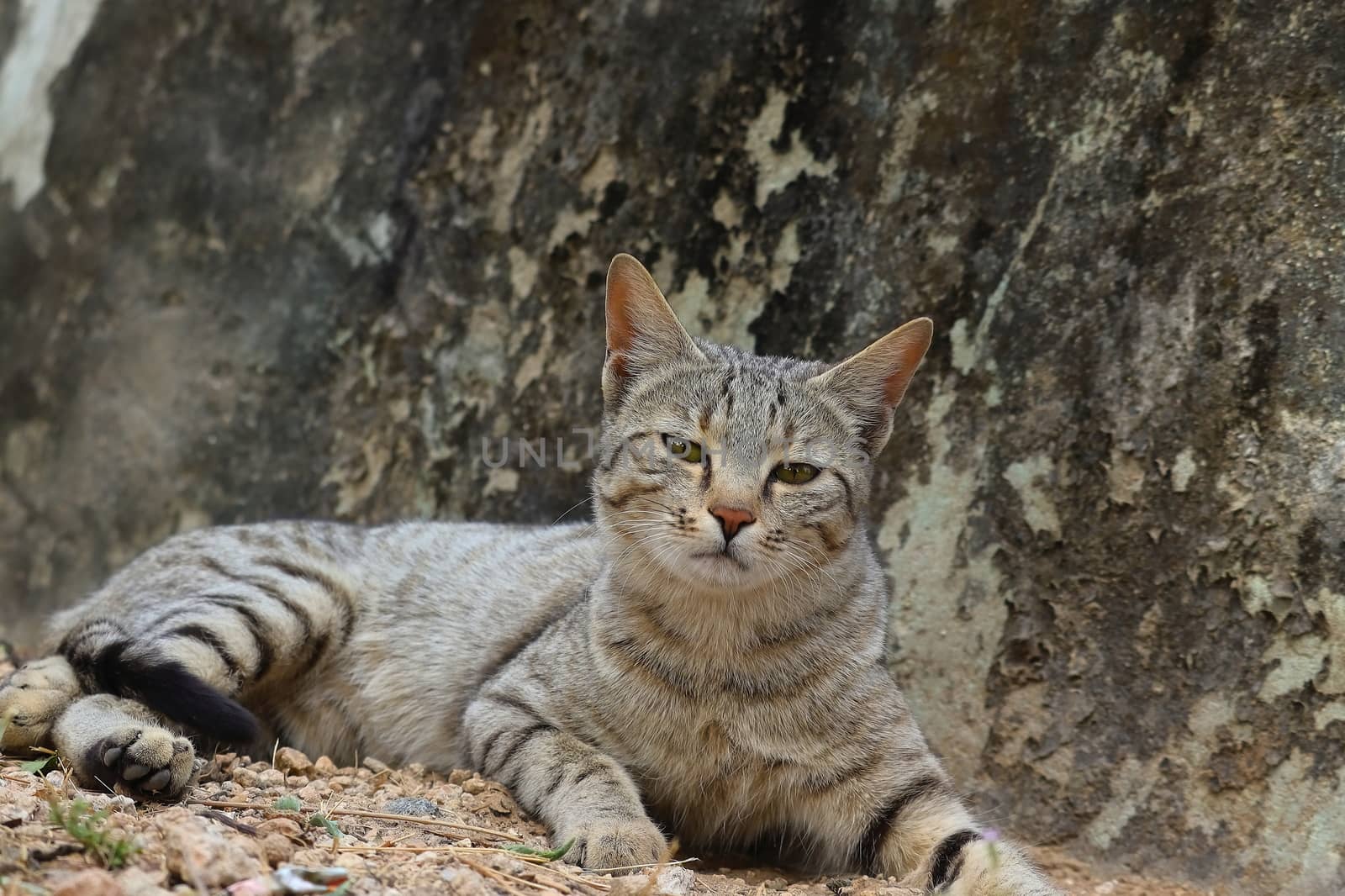 A cat sitting on the ground looking at the camera by 9500102400