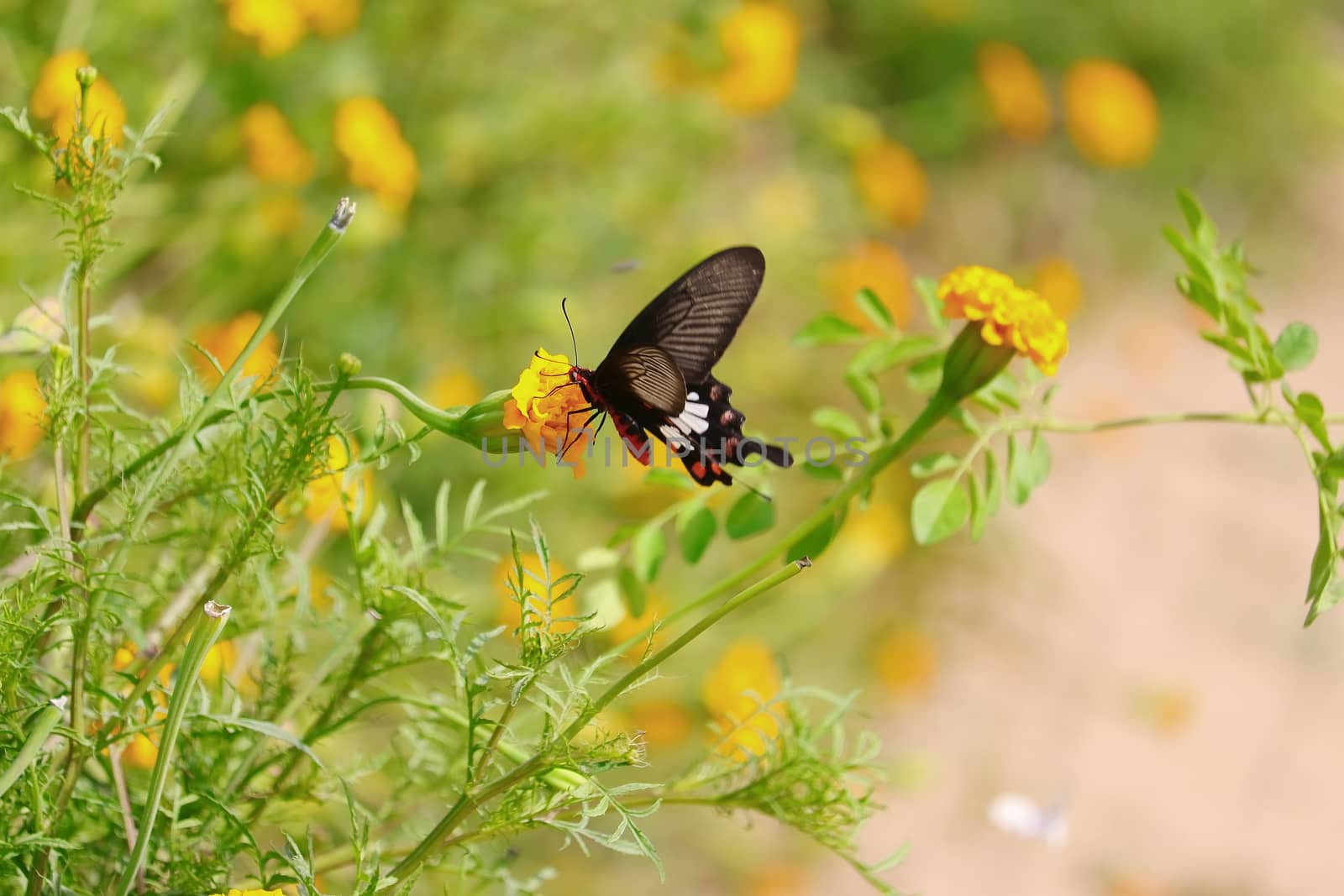 A butterfly sucking the juice of flowers, swallowtail by 9500102400