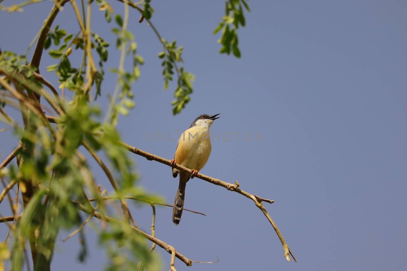 A small bird sitting on a tree branch and the open blue sky background, bird watching