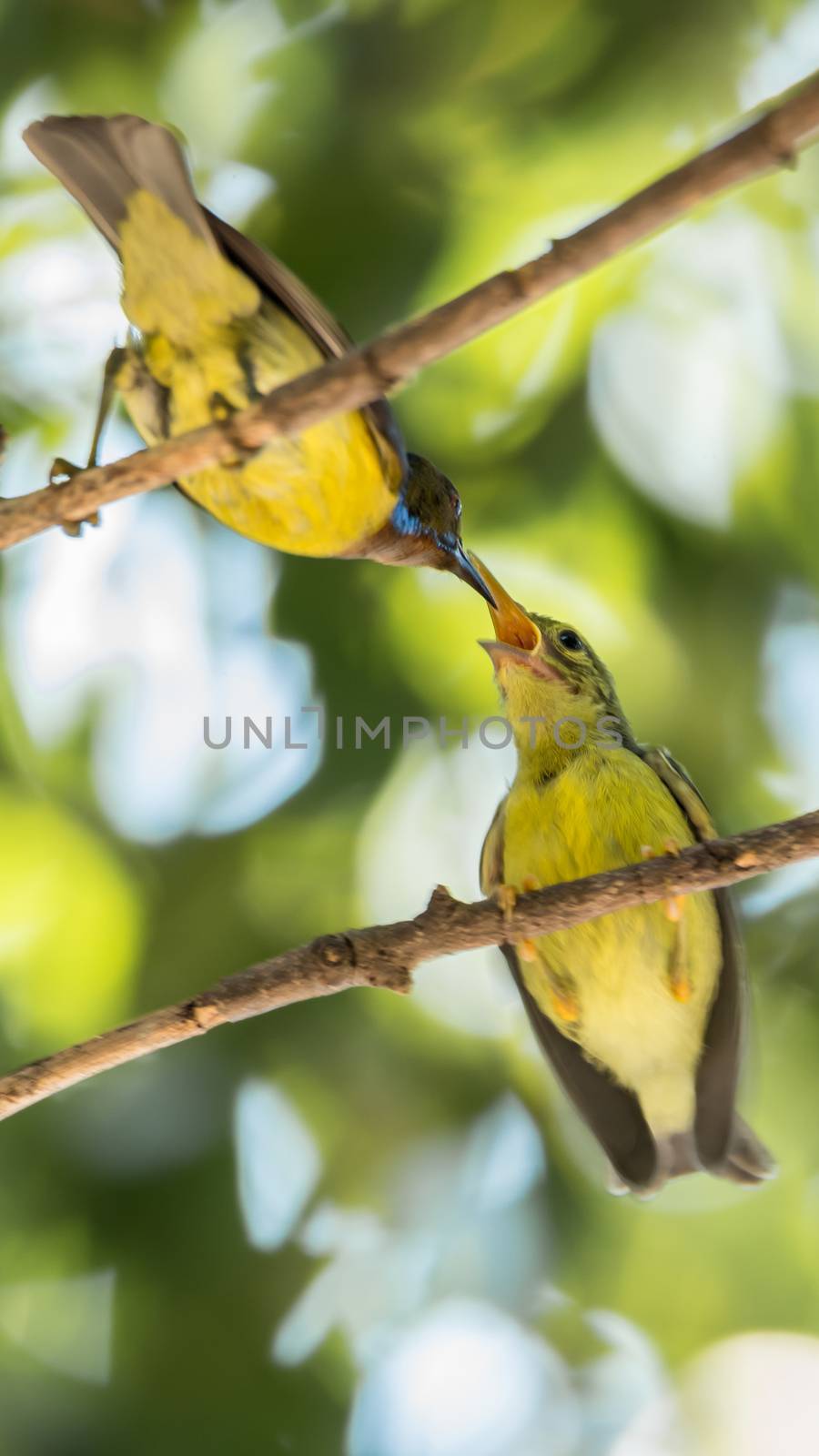 Bird (Brown-throated sunbird, Plain-throated sunbird) male yellow color feeding with baby bird perched on a tree in a nature wild