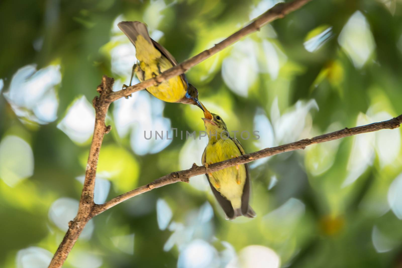 Bird (Brown-throated sunbird, Plain-throated sunbird) male yellow color feeding with baby bird perched on a tree in a nature wild