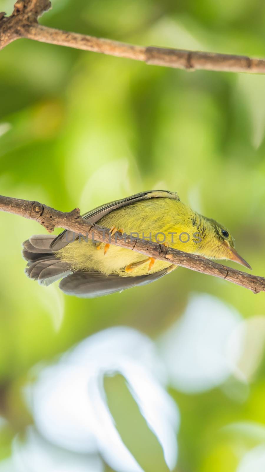 Bird (Brown-throated sunbird) in a nature wild by PongMoji