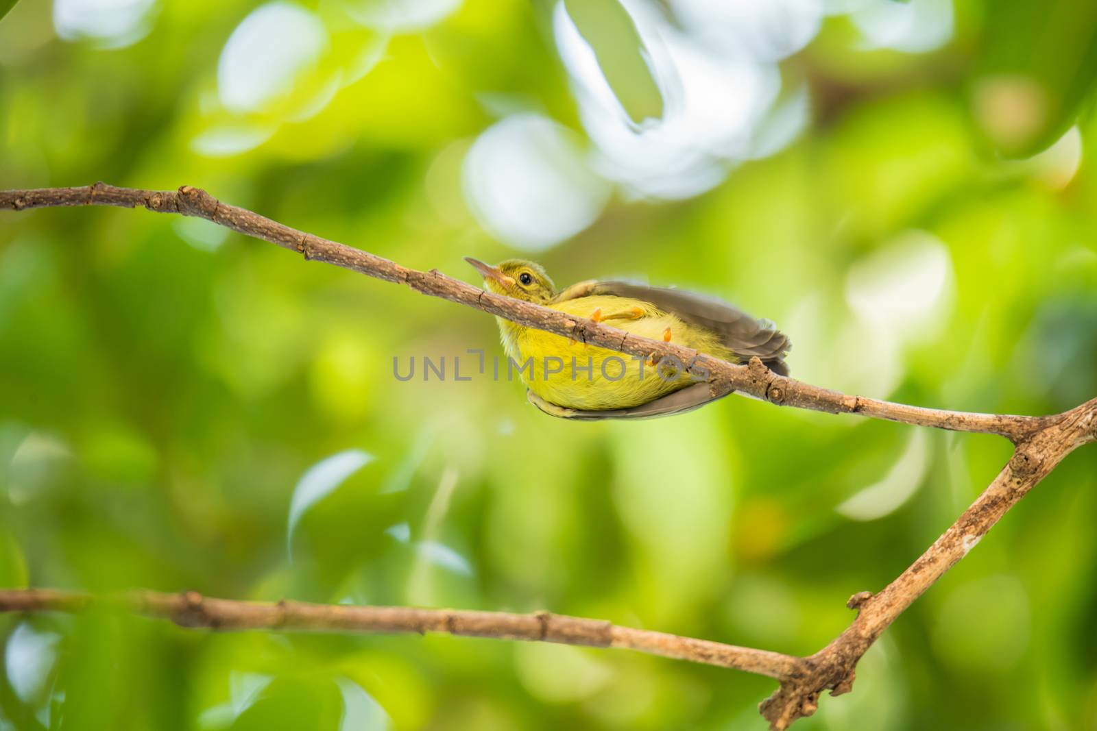 Bird (Brown-throated sunbird, Plain-throated sunbird) baby bird yellow color perched on a tree in a nature wild