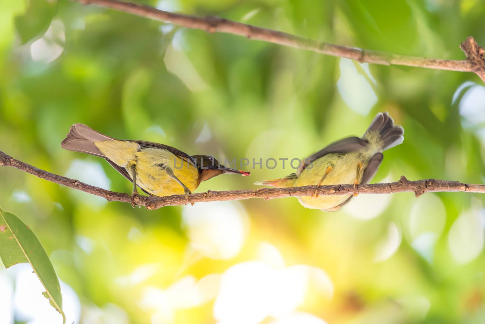 Bird (Brown-throated sunbird, Plain-throated sunbird) male yellow color feeding with baby bird perched on a tree in a nature wild