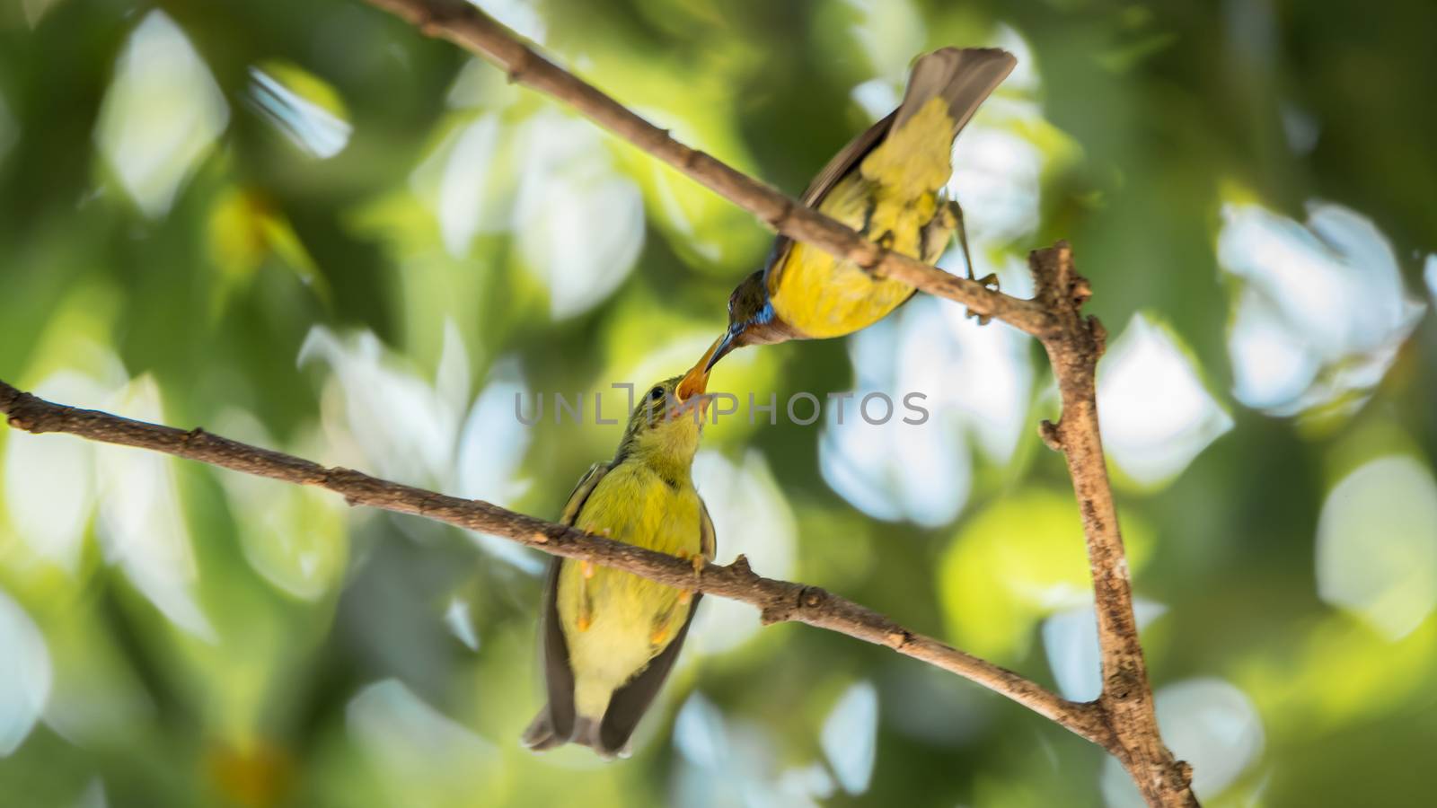 Bird (Brown-throated sunbird, Plain-throated sunbird) male yellow color feeding with baby bird perched on a tree in a nature wild