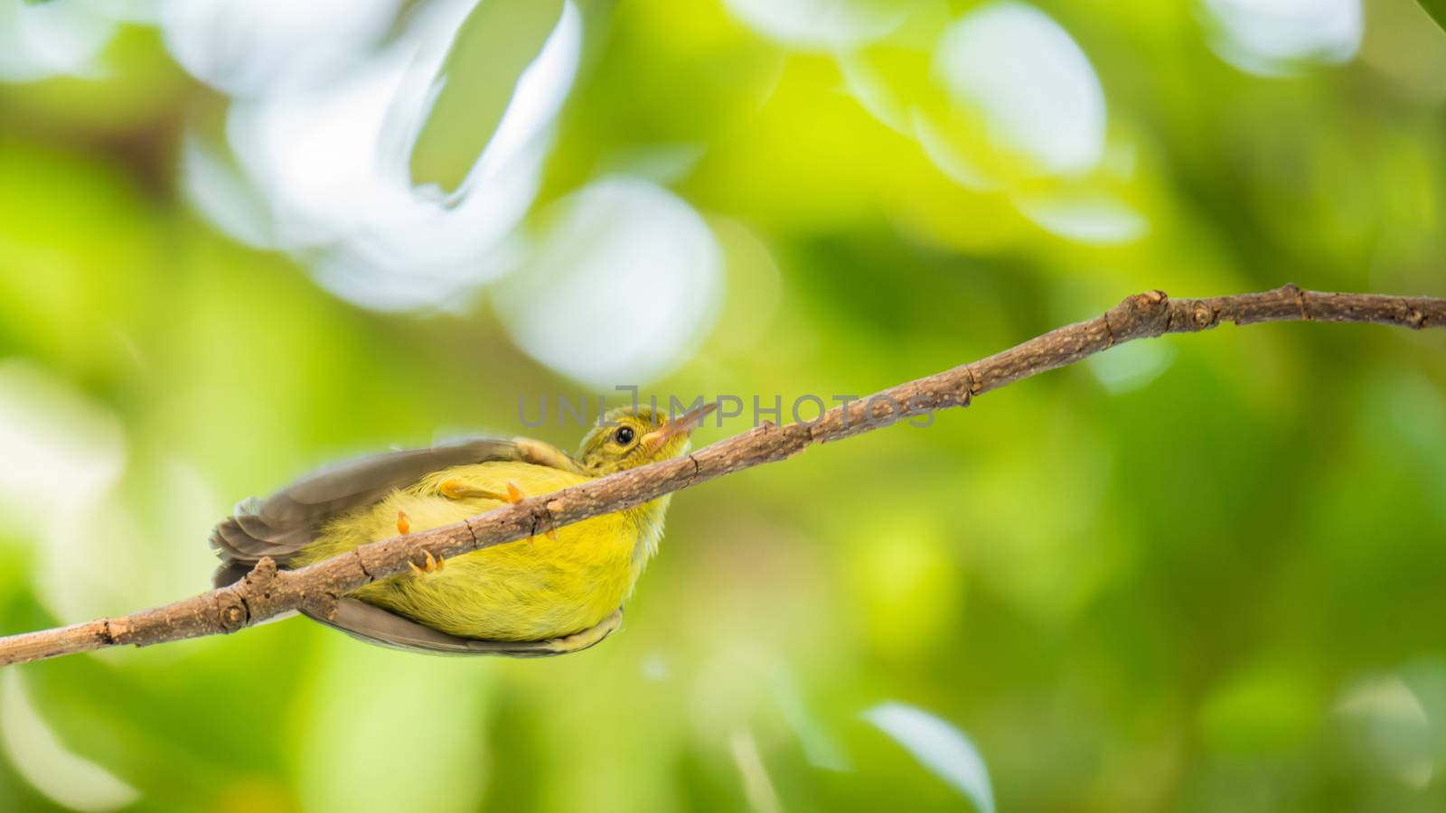 Bird (Brown-throated sunbird) in a nature wild by PongMoji