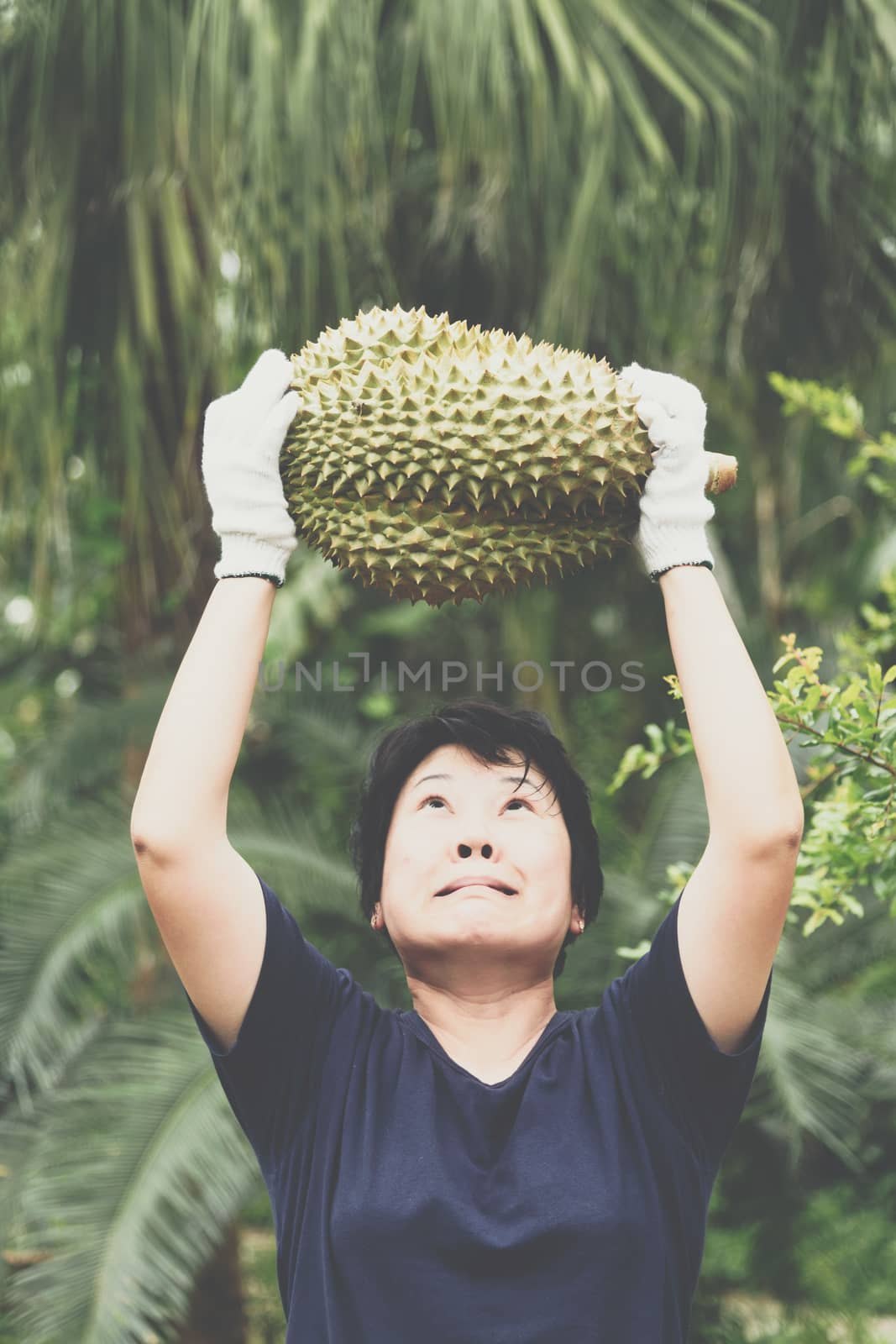 Asian woman farmer holding Durian is a king of fruit in Thailand and asia fruit have a spikes shell and sweet can buy at Thai street food and fruit market at agriculture farm