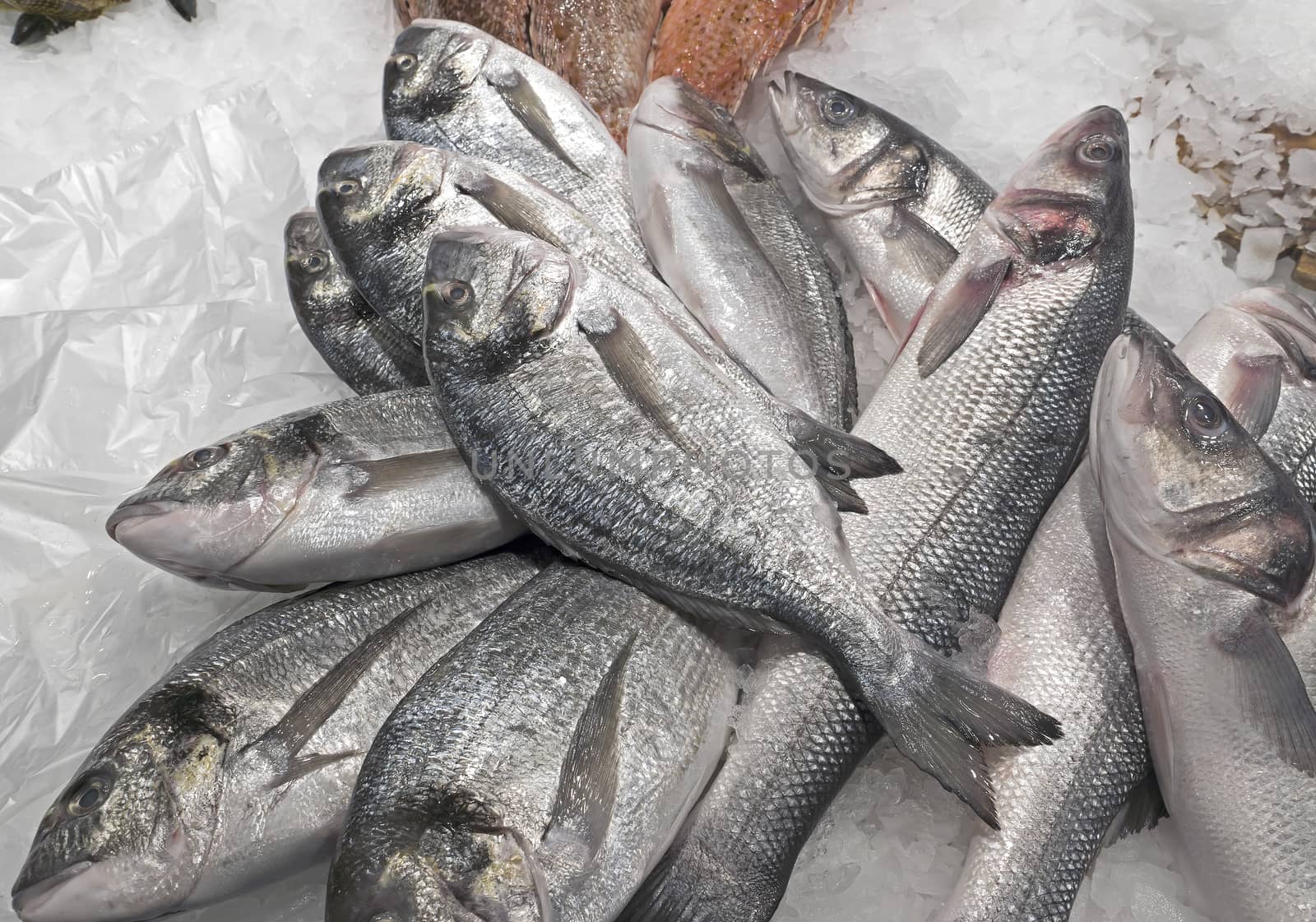 Selection of different fresh fish on display at the market in Barcelona.
