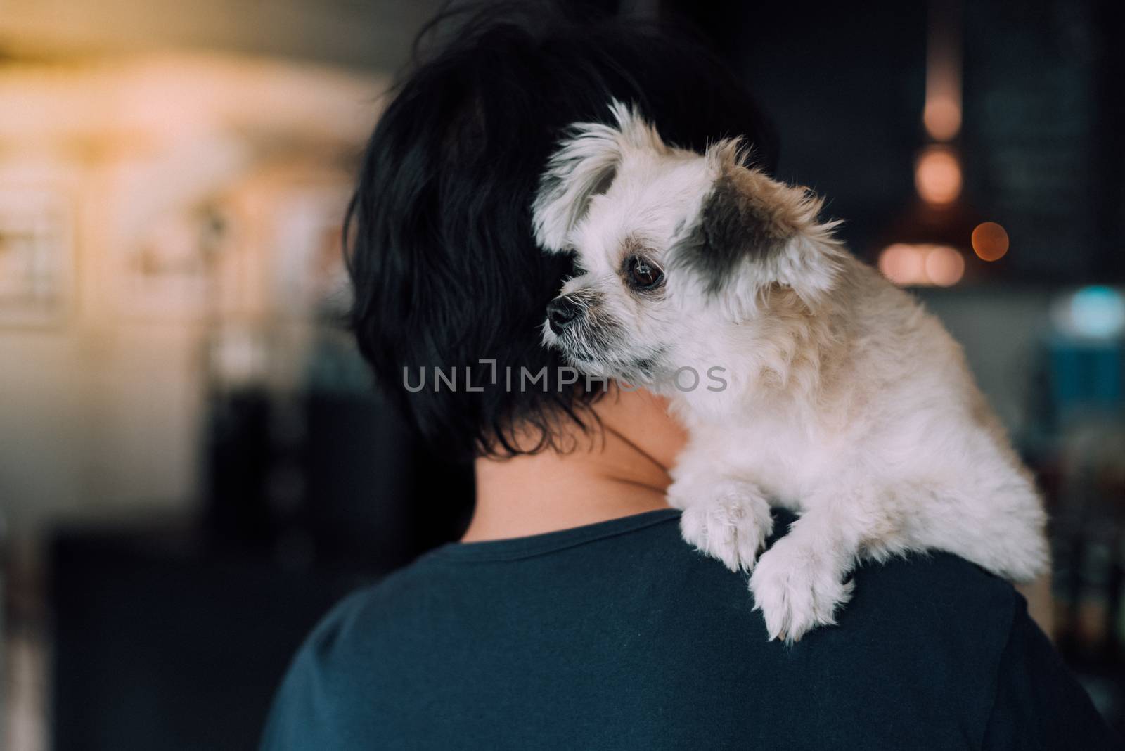 Asian woman and dog happy smile hugging her pat is a dog so cute mixed breed with Shih-Tzu, Pomeranian and Poodle at coffee shop cafe or restaurant with copy space