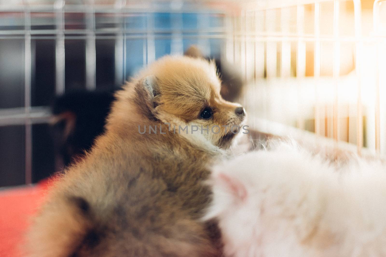 Puppy so cute sleeping or waiting alone in dog cage in pets shop or pets shelter with sadness and lonely and hope to freedom