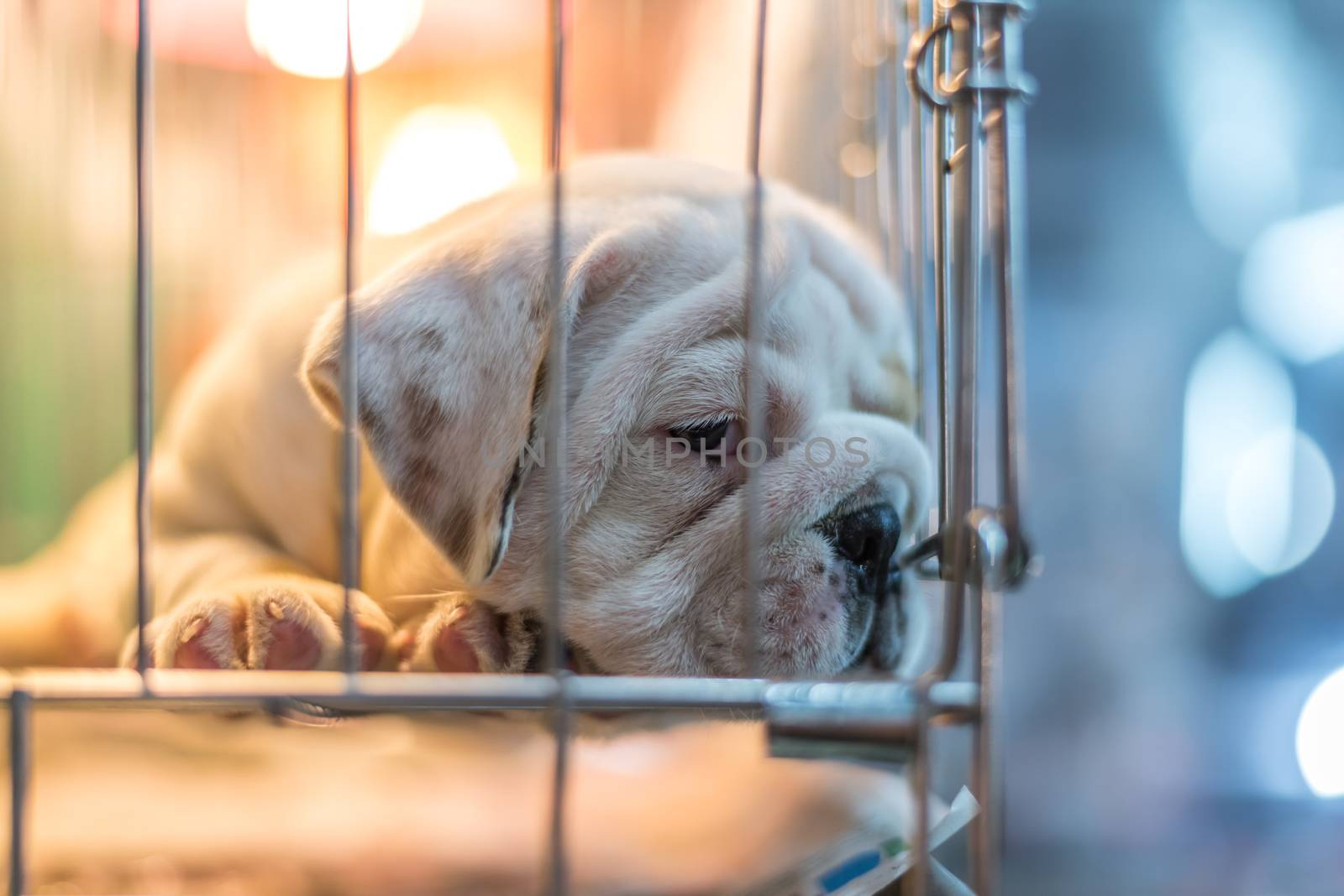 Puppy wait in dog cage in pet shop hope to freedom by PongMoji