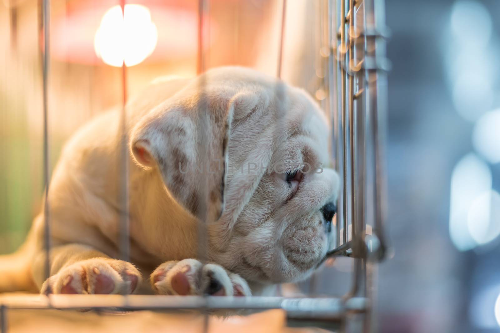 Puppy so cute sleeping or waiting alone in dog cage in pets shop or pets shelter with sadness and lonely and hope to freedom