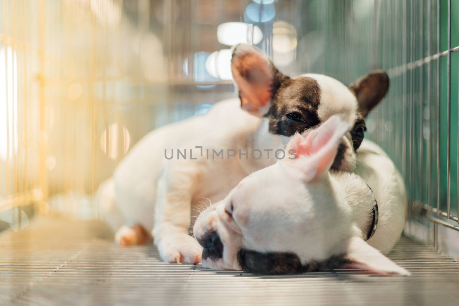 Puppy wait in dog cage in pet shop hope to freedom by PongMoji