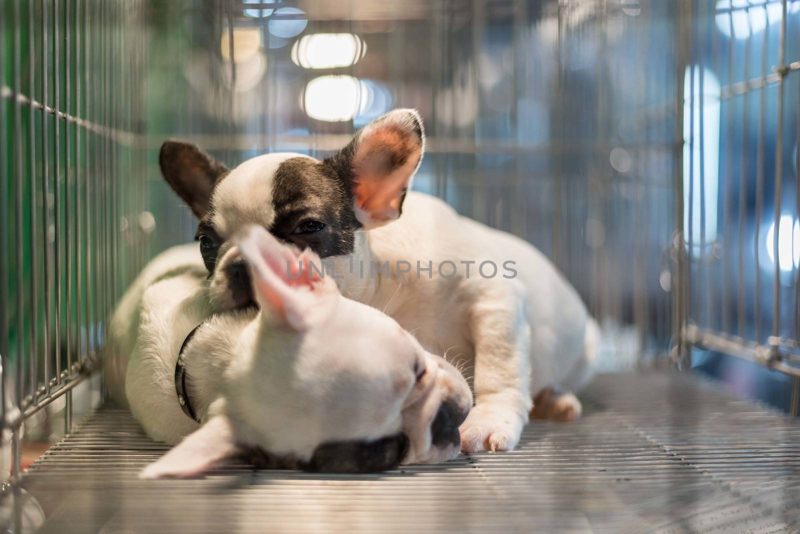 Puppy so cute sleeping or waiting alone in dog cage in pets shop or pets shelter with sadness and lonely and hope to freedom