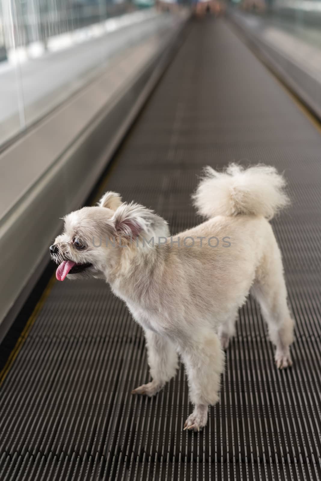 Dog so cute mixed breed with Shih-Tzu, Pomeranian and Poodle travel on travolator for journey trip at station