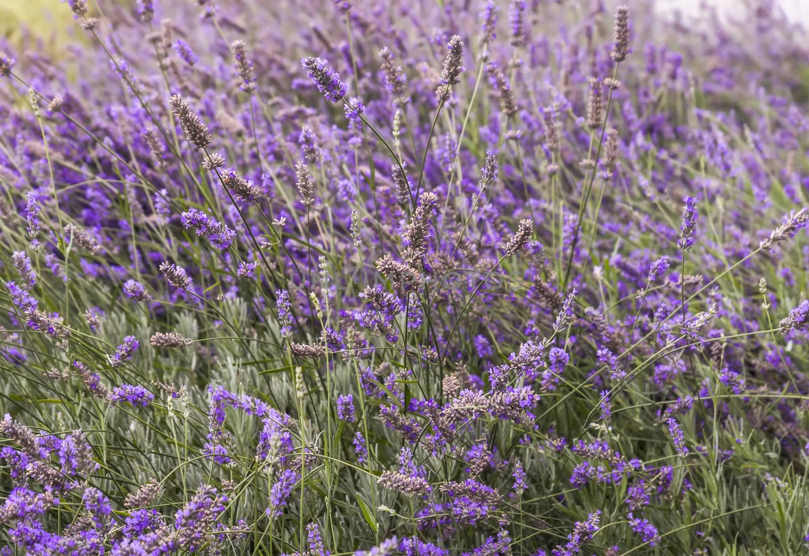 Close up of blooming lavender on a field in Provence.