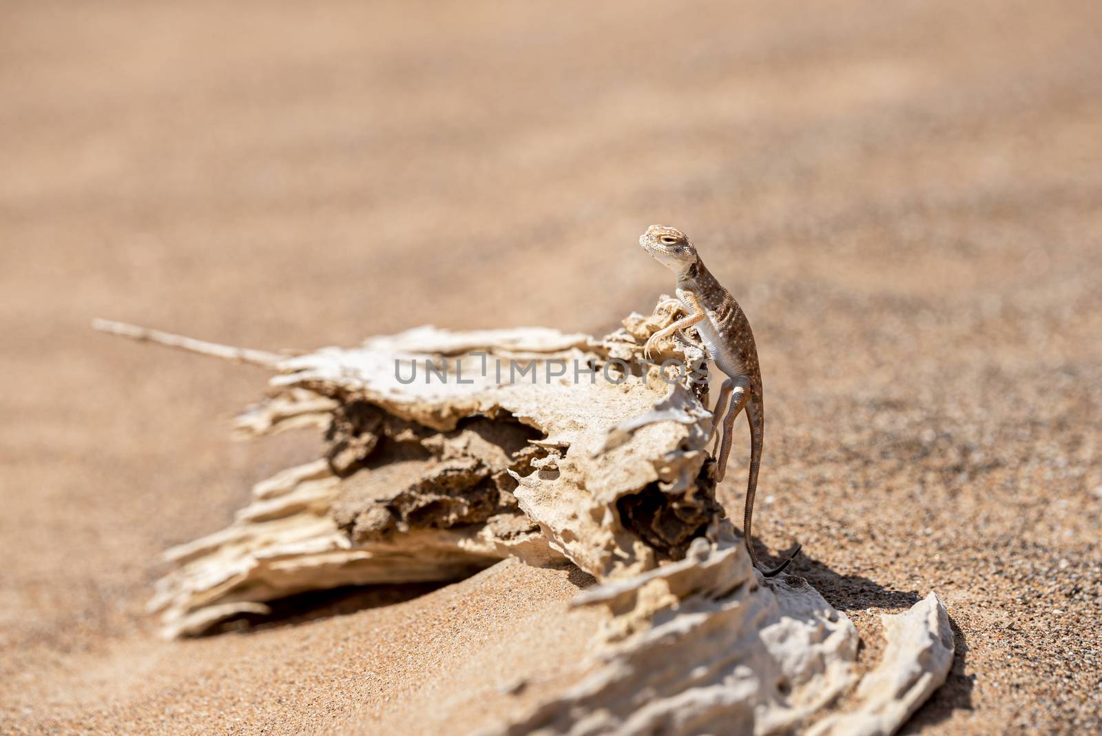 Arabian toad-headed agama (Phrynocephalus arabicus) in the Desert, standing on a dead trunk, Sharjah, United Arab Emirates (UAE), Arabian Peninsula, Middle East