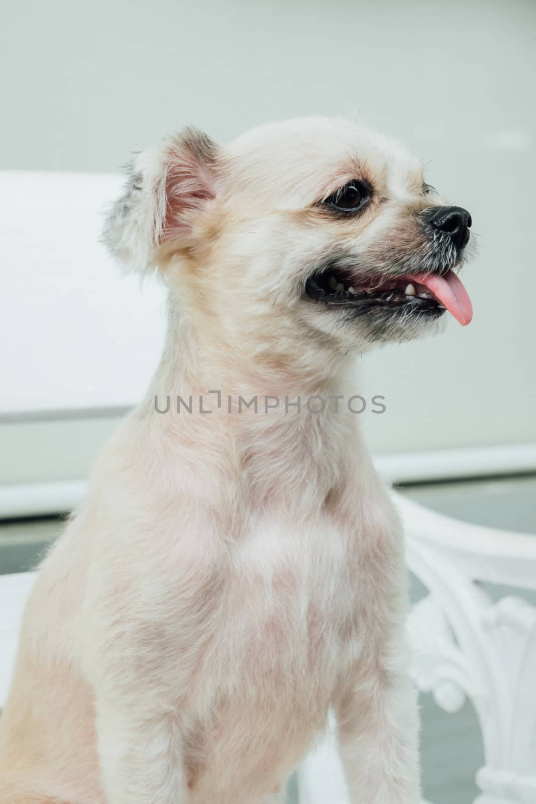 Dog so cute mixed breed with Shih-Tzu, Pomeranian and Poodle looking at something with interest when vacation travel