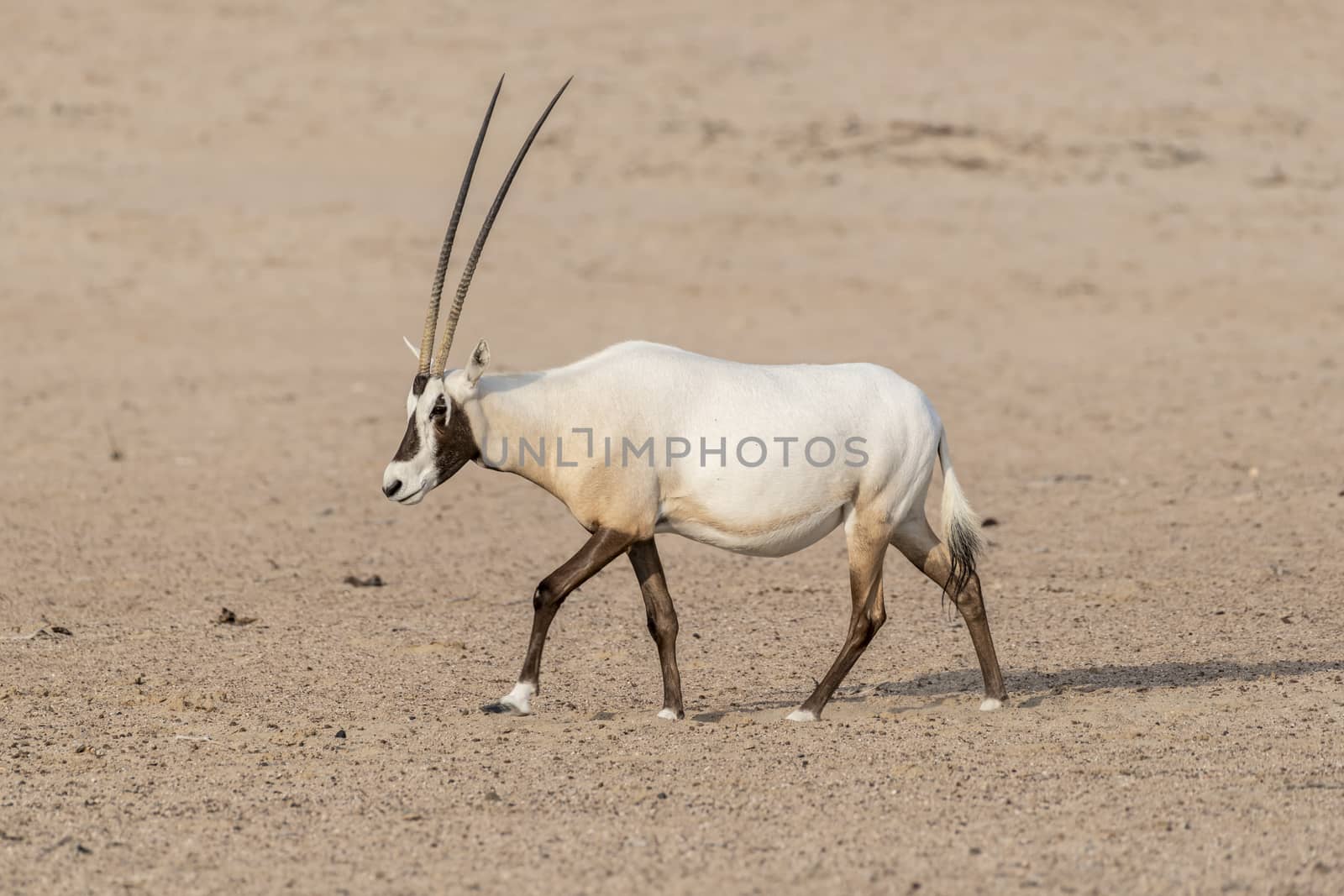 Arabian oryx walking in the desert of Dubai Emirates,United Arab Emirates (UAE), Middle East, Arabian Peninsula