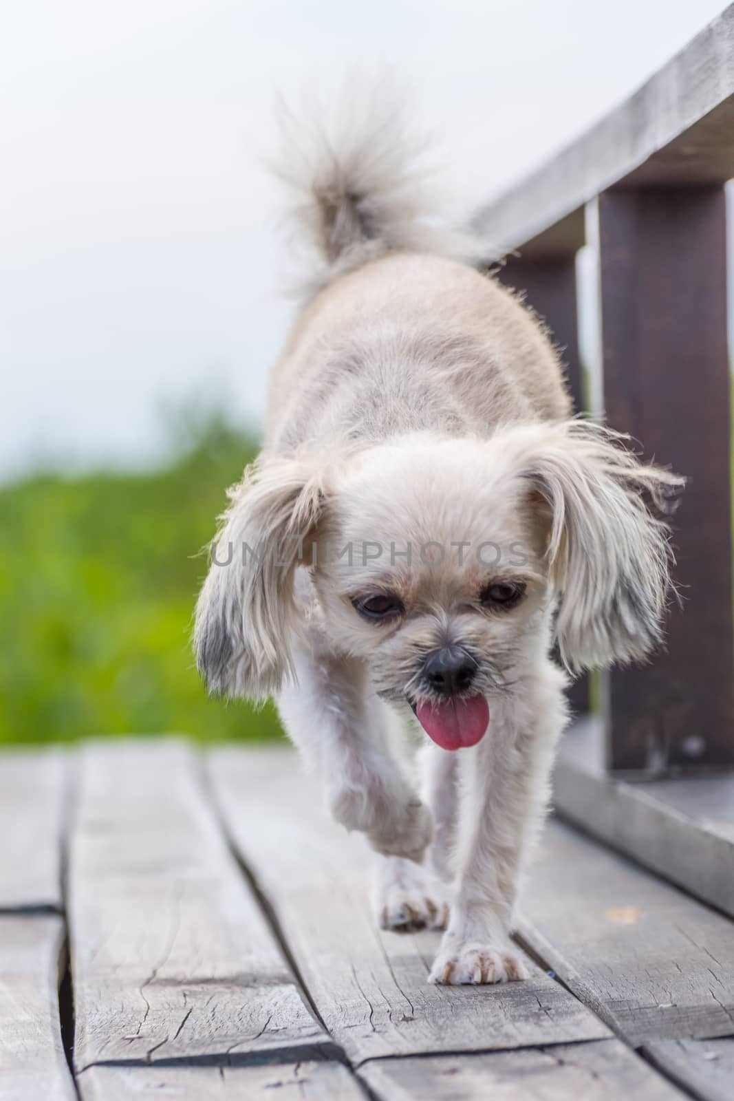 Dog so cute beige color mixed breed with Shih-Tzu, Pomeranian and Poodle with happy fun when vacation travel at wooden bridge is a nalure travel point