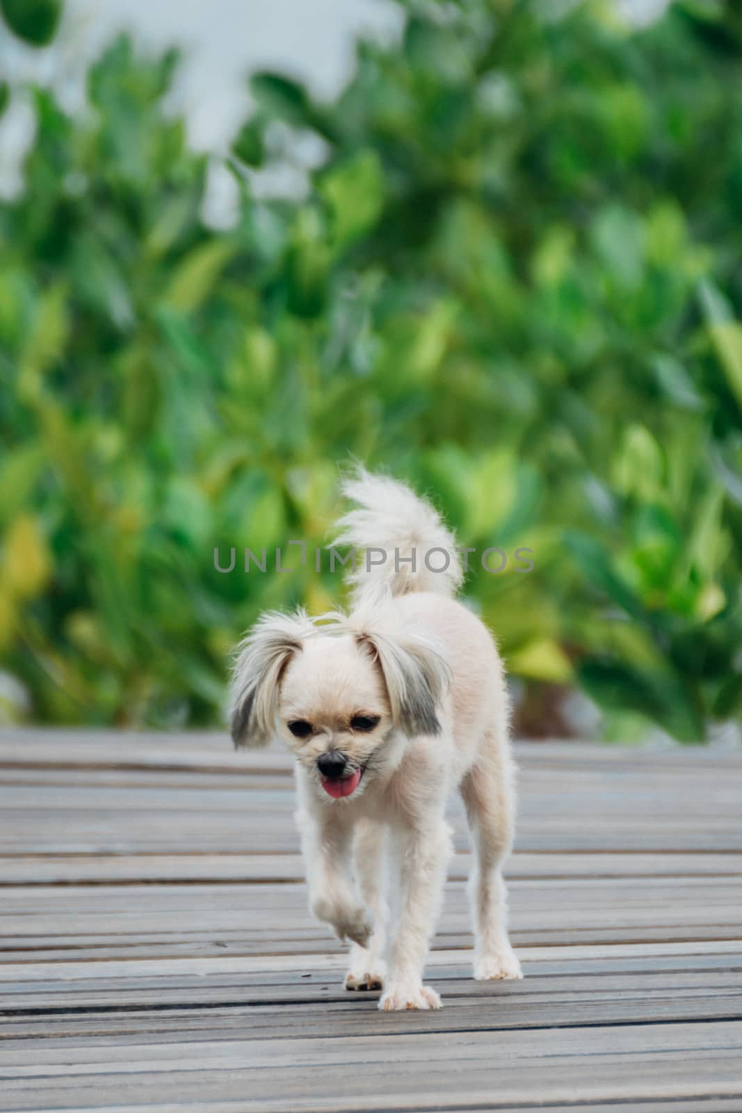 Dog so cute beige color mixed breed with Shih-Tzu, Pomeranian and Poodle with happy fun when vacation travel at wooden bridge is a nalure travel point