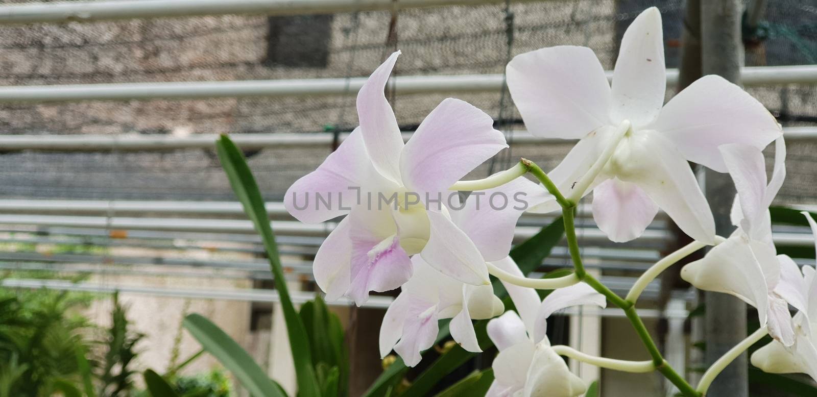 Flower (Orchidaceae or Orchid Flower) purple, violet, white and pink color, Naturally beautiful flowers in the garden