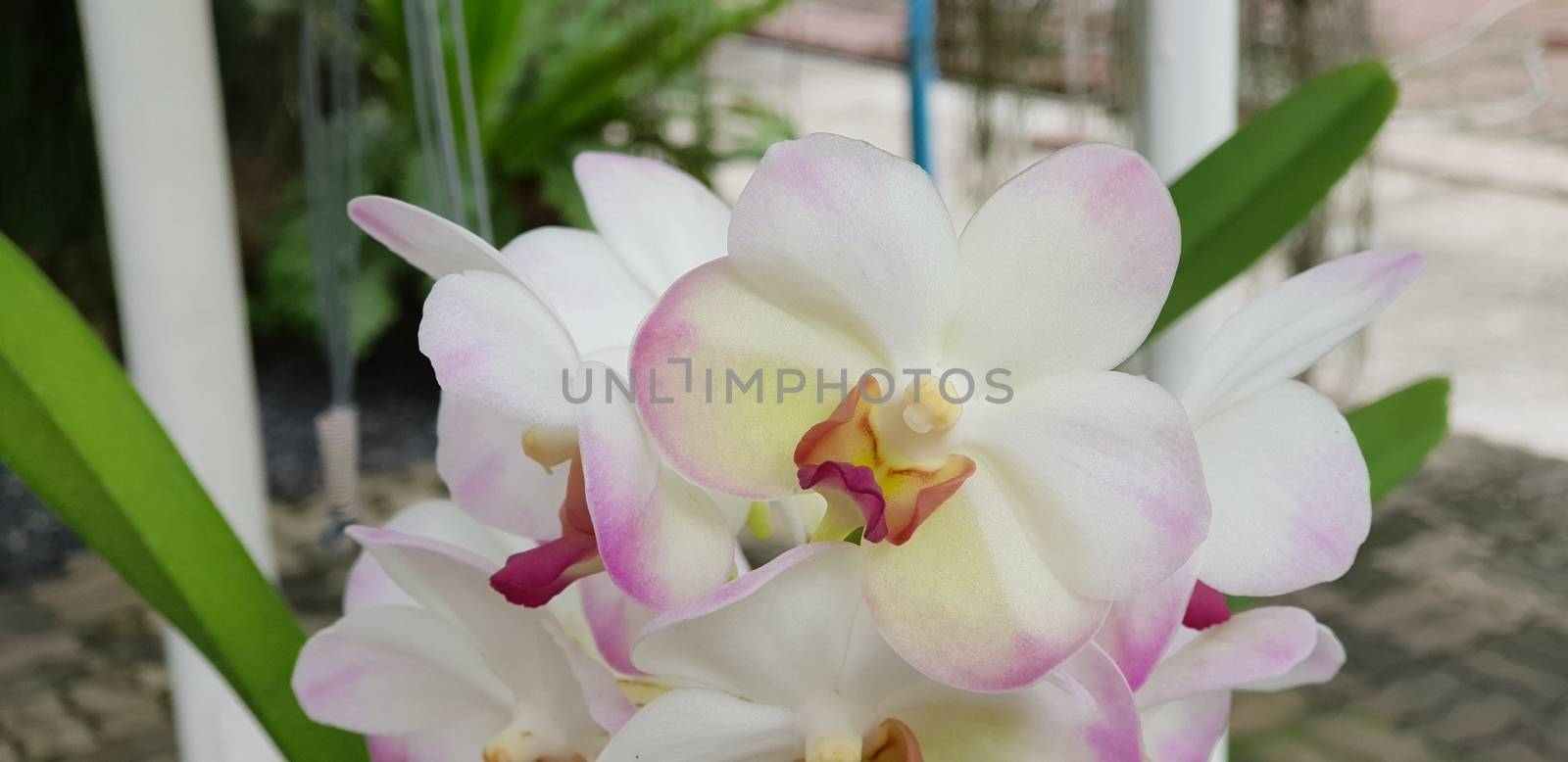 Flower (Orchidaceae or Orchid Flower) purple, violet, white and pink color, Naturally beautiful flowers in the garden