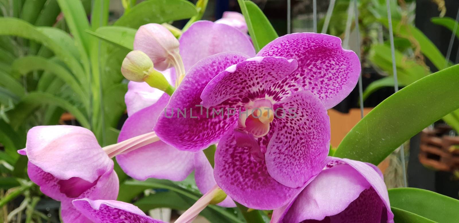 Flower (Orchidaceae or Orchid Flower) purple, violet, white and pink color, Naturally beautiful flowers in the garden