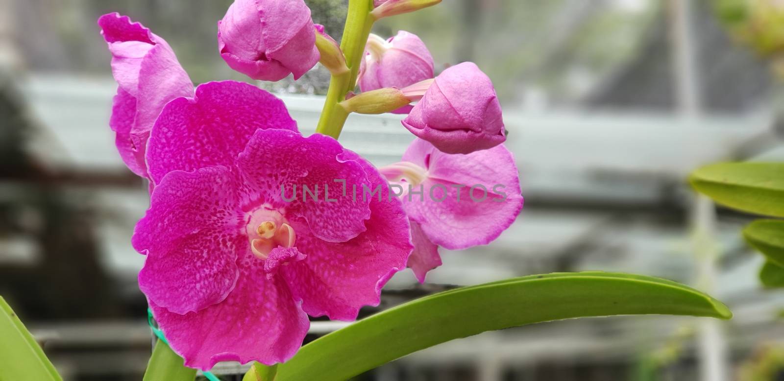 Flower (Orchidaceae or Orchid Flower) purple, violet, white and pink color, Naturally beautiful flowers in the garden