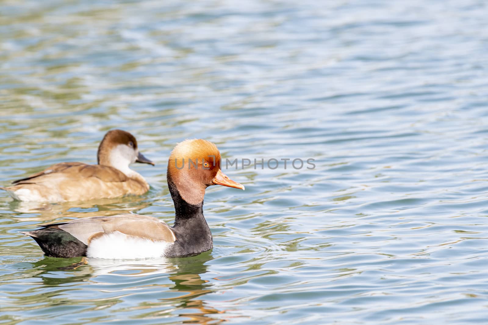 Kind of Ducks seen near Al Qudra Lakes, Dubai, United Arab Emirates (UAE), Middle East, Arabian Peninsula