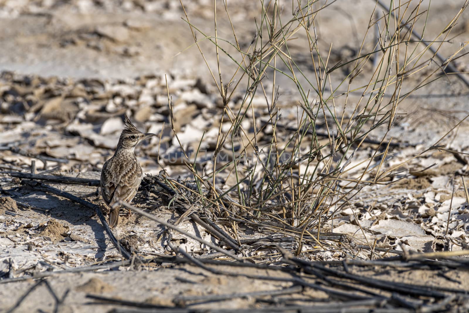 Crested lark (Galerida cristata) seen near Al Qudra Lakes, Dubai, United Arab Emirates (UAE), Middle East, Arabian Peninsula