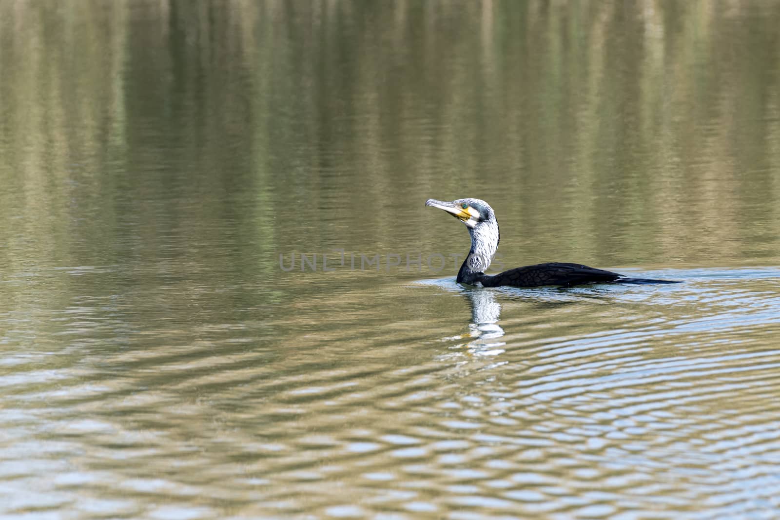 Waterbird or aquatic bird seen near Al Qudra Lakes, Dubai, United Arab Emirates (UAE), Middle East, Arabian Peninsula