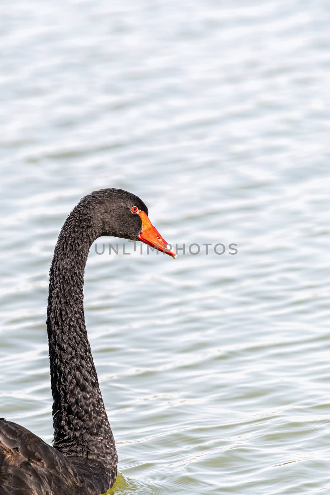 Black swan, Al Qudra Lakes, Dubai, United Arab Emirates (UAE), Middle East, Arabian Peninsula