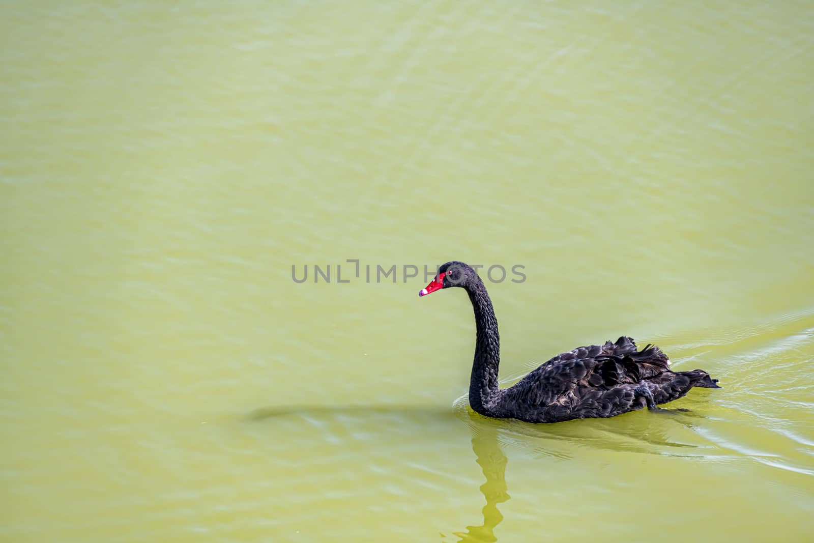 Black swan against green water by GABIS
