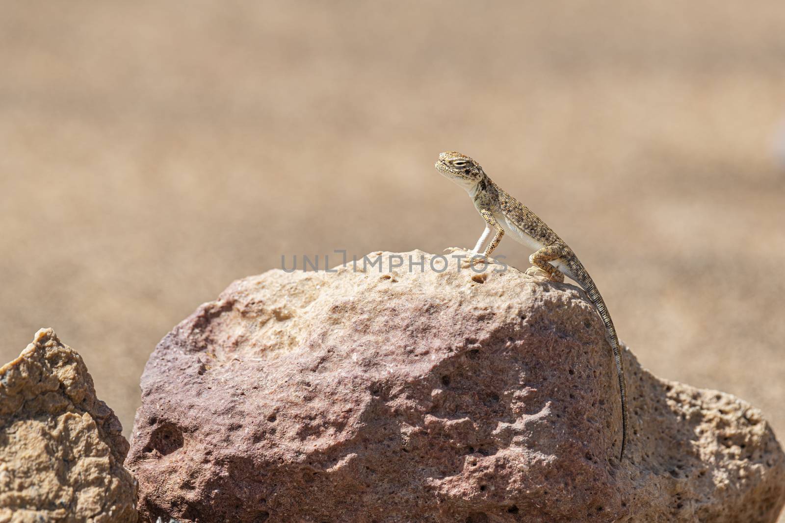 Close-up of Arabian toad-headed agama (Phrynocephalus arabicus) in the Desert, stanbding on a stone, Sharjah, United Arab Emirates (UAE), Arabian Peninsula, Middle East