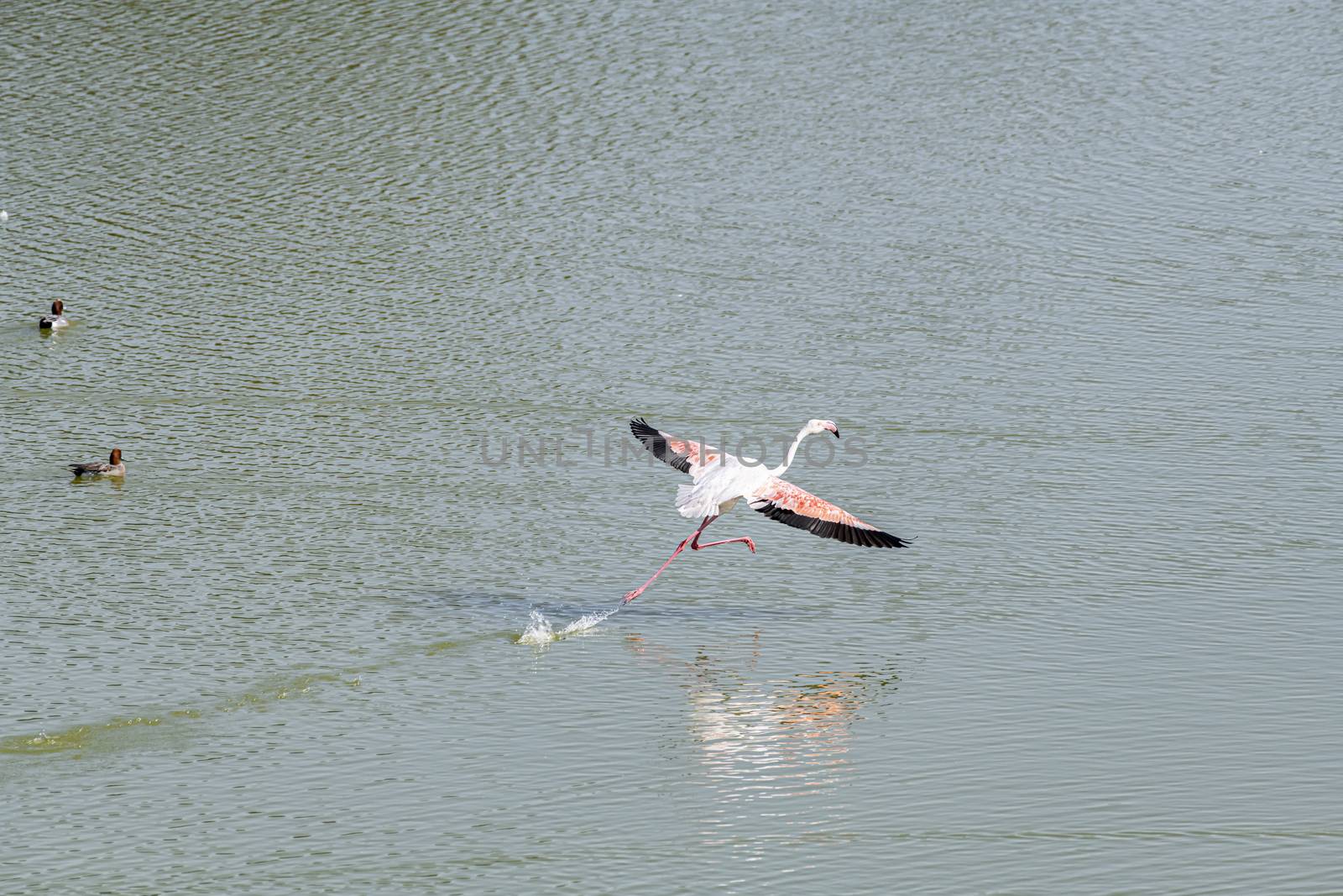 Isolated Flamingo walking on water by GABIS
