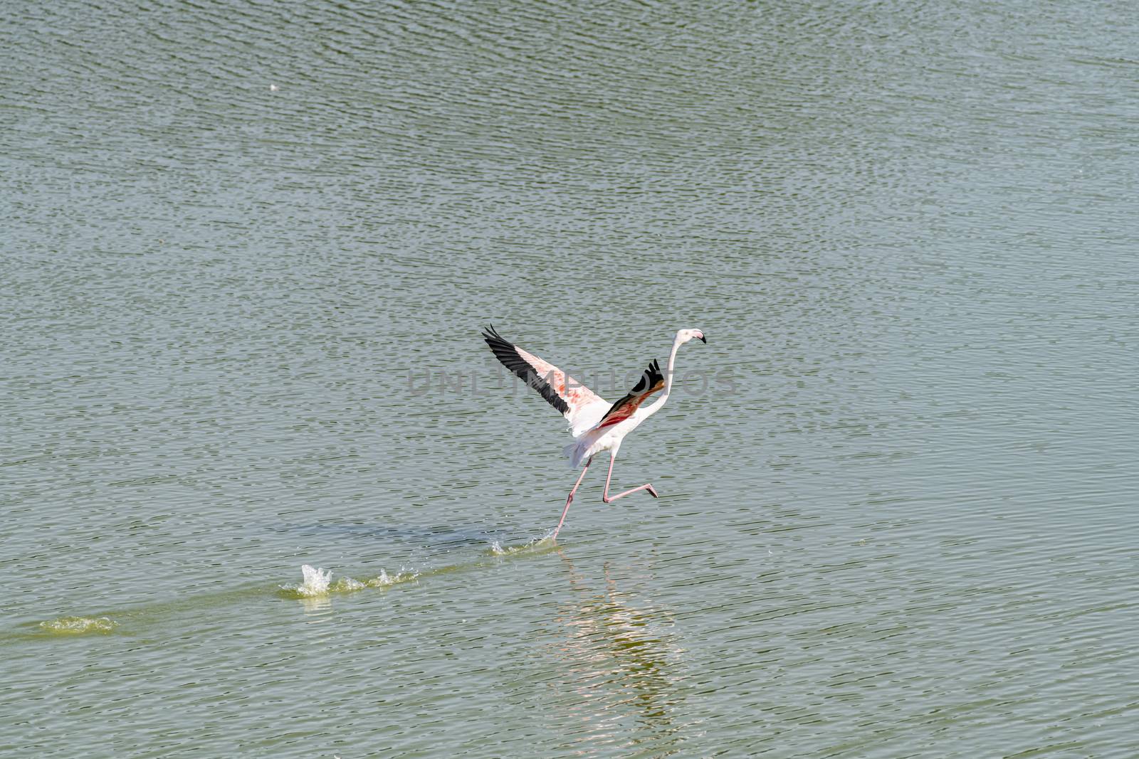 Isolated Flamingo walking on water by GABIS