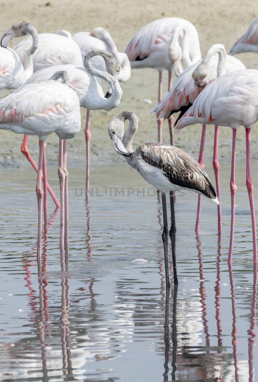Juvenile Greater Flamingos in a the wetlands of Dubai, UAE by GABIS