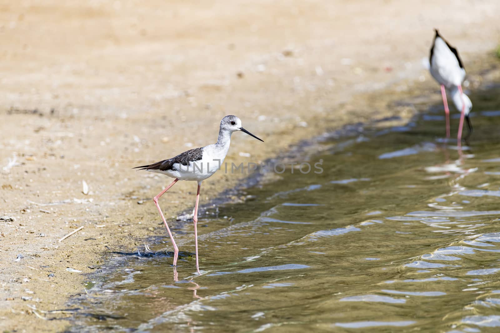 Stilt Bird, Al Qudra Lakes, Dubai, UAE by GABIS