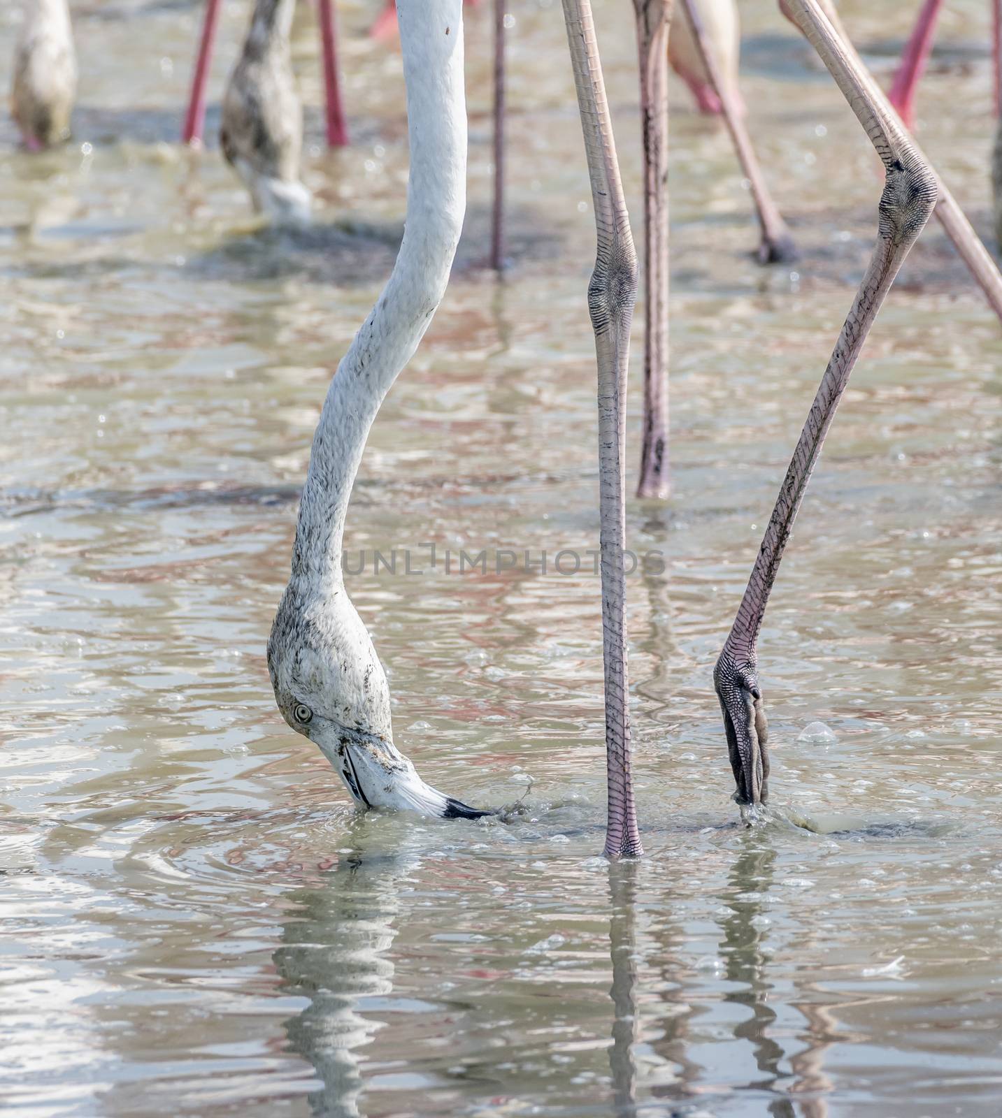 Greater Flamingos in a the wetlands of Dubai, UAE by GABIS