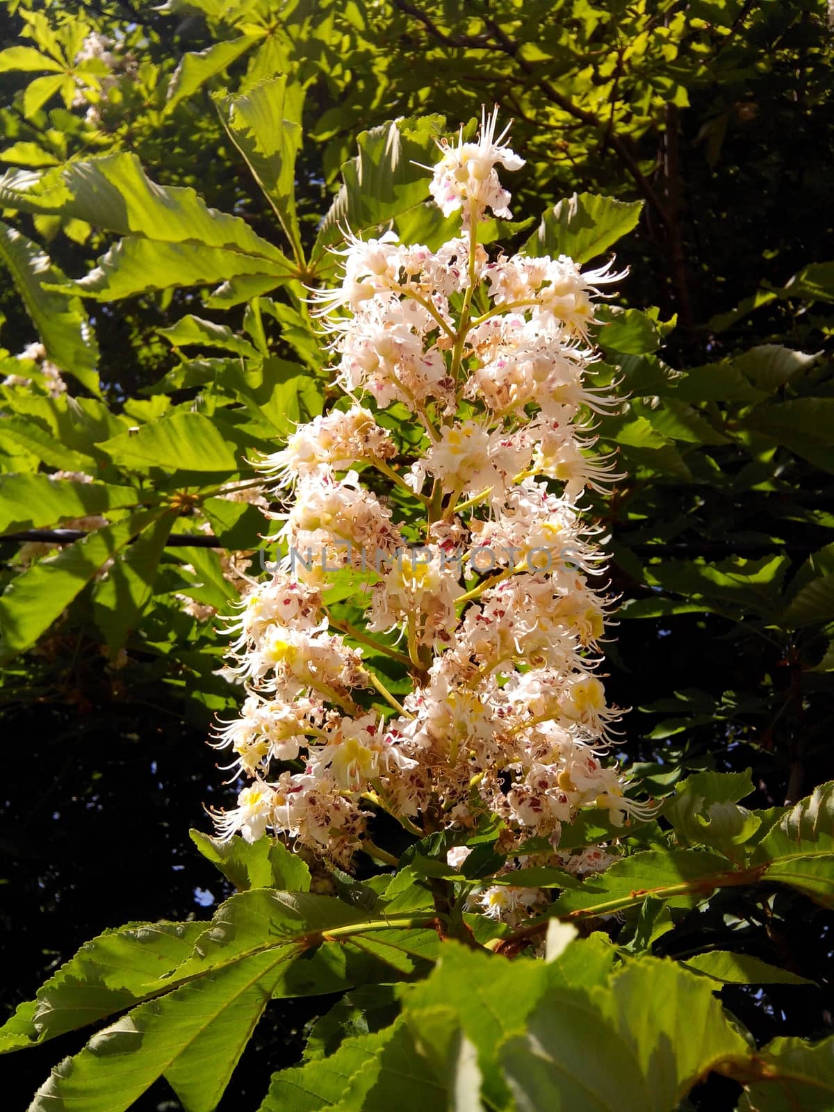 Spring blooming chestnut tree flowers