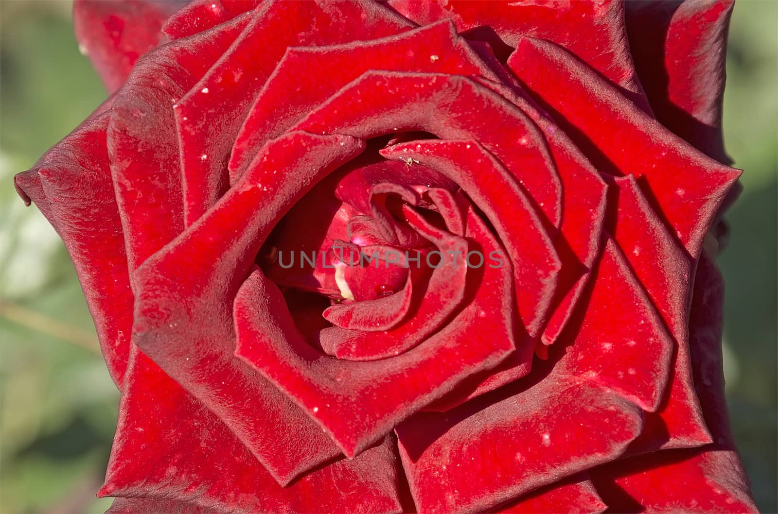 Red alone rose by Venakr