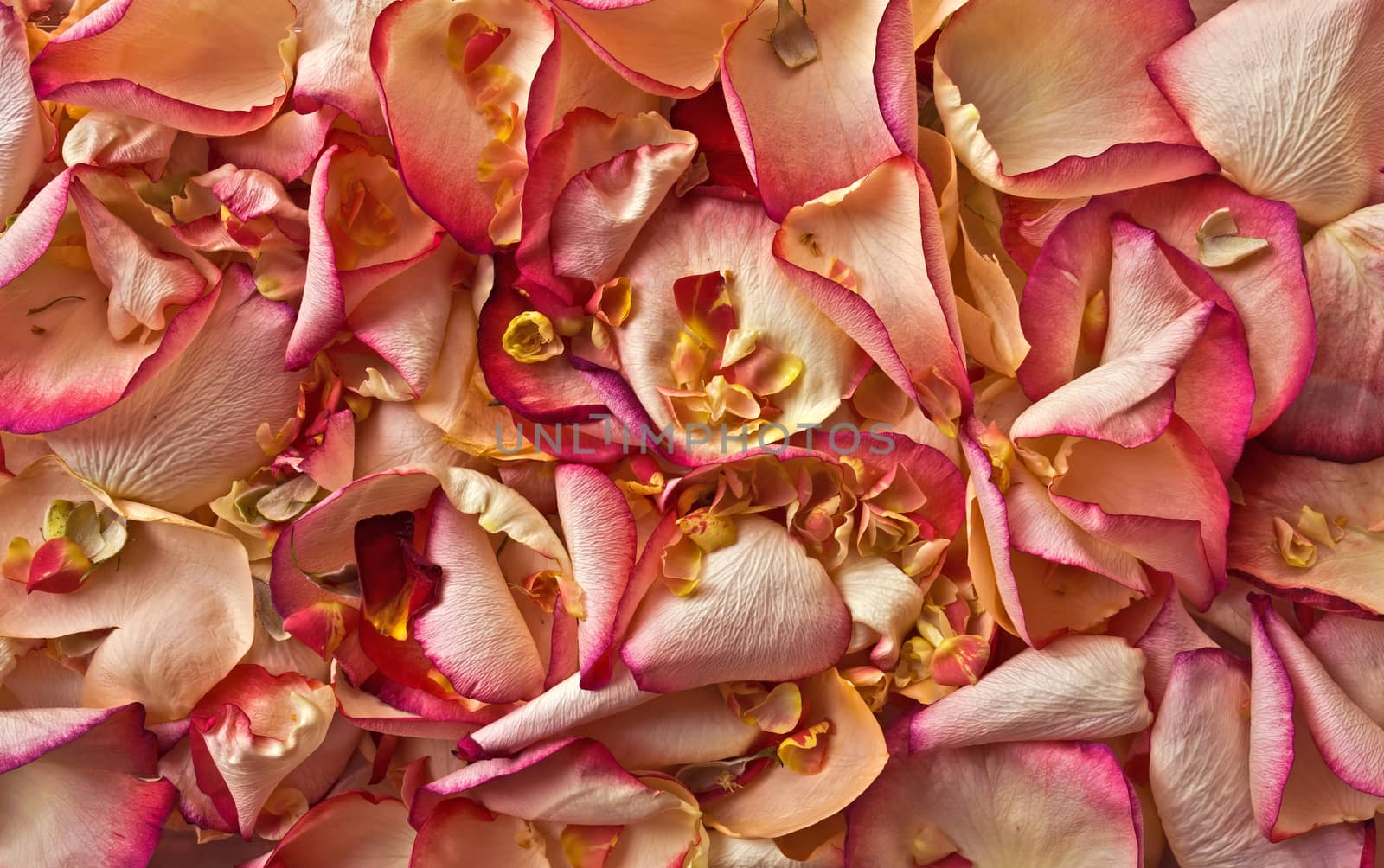 Closeup of Pink and white rose petals background.