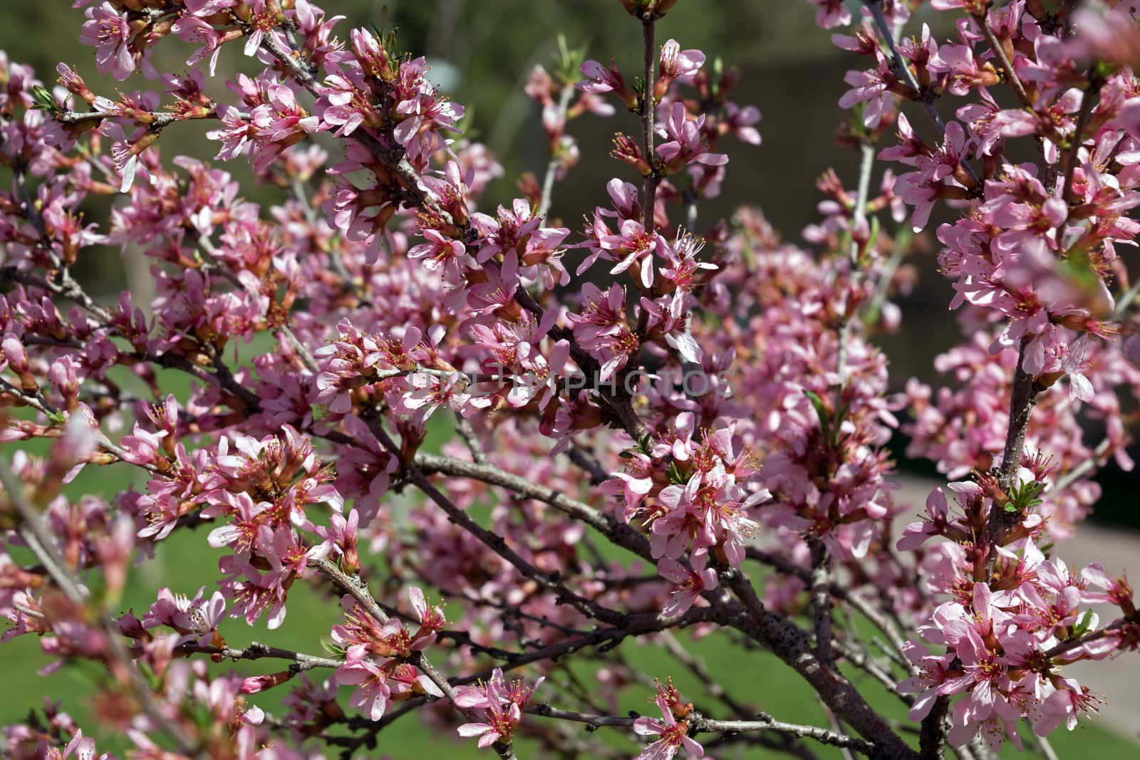 Beautiful pink cherry blossom flower at full bloom.