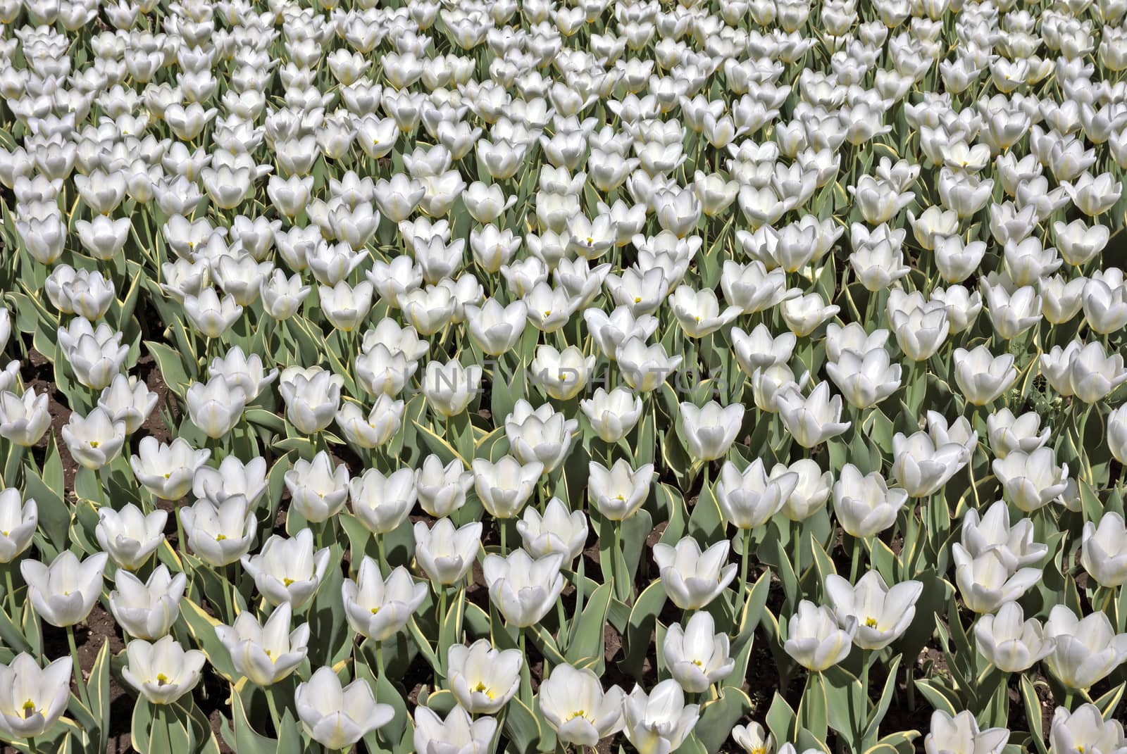 Field of White tulips in the Holland.