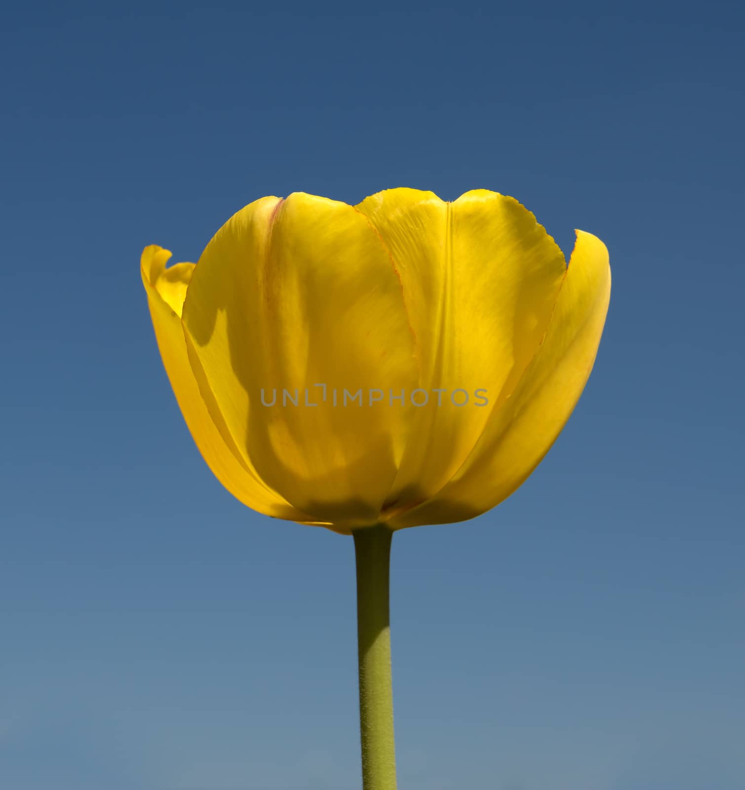 Yellow tulip in front of a blue sky.