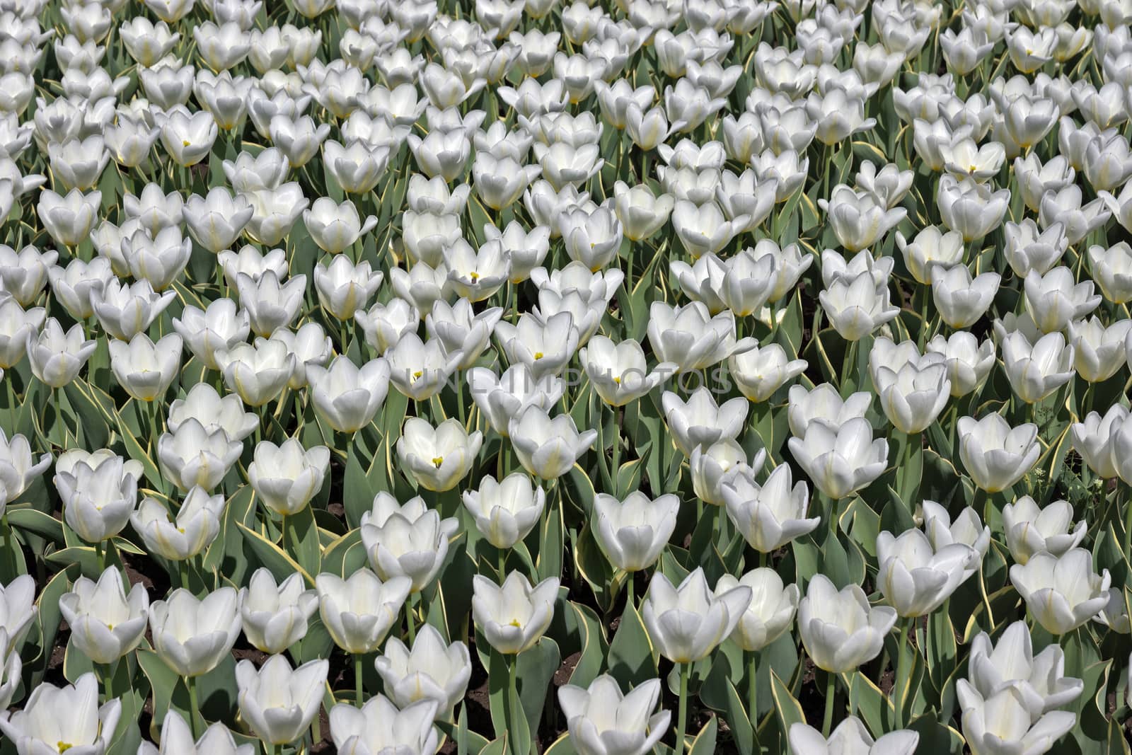 Field of White tulips in the Holland.
