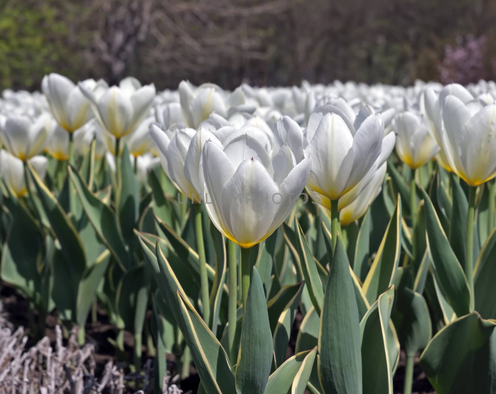 Field of White tulips in the Holland.
