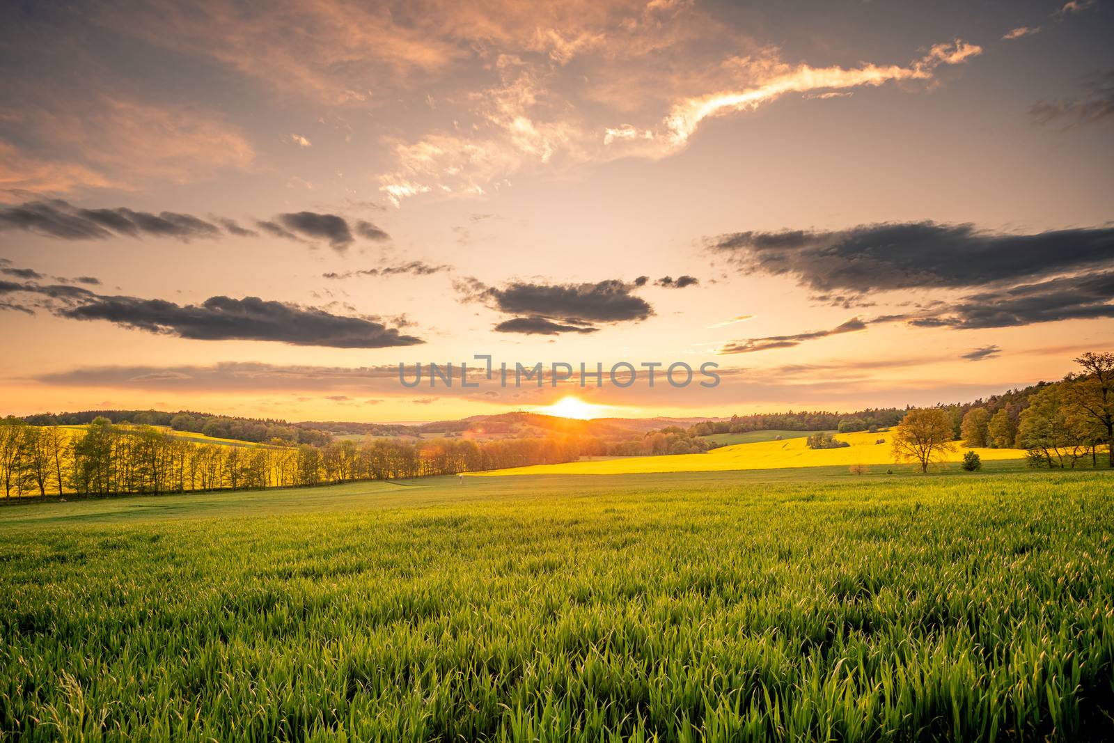 Fantastic day with fresh blooming hills in warm sunlight. Dramatic and picturesque evening sunset scene. Location place: Czech Republic, Central Europe. Bohemian fields with oilseed rape. by petrsvoboda91