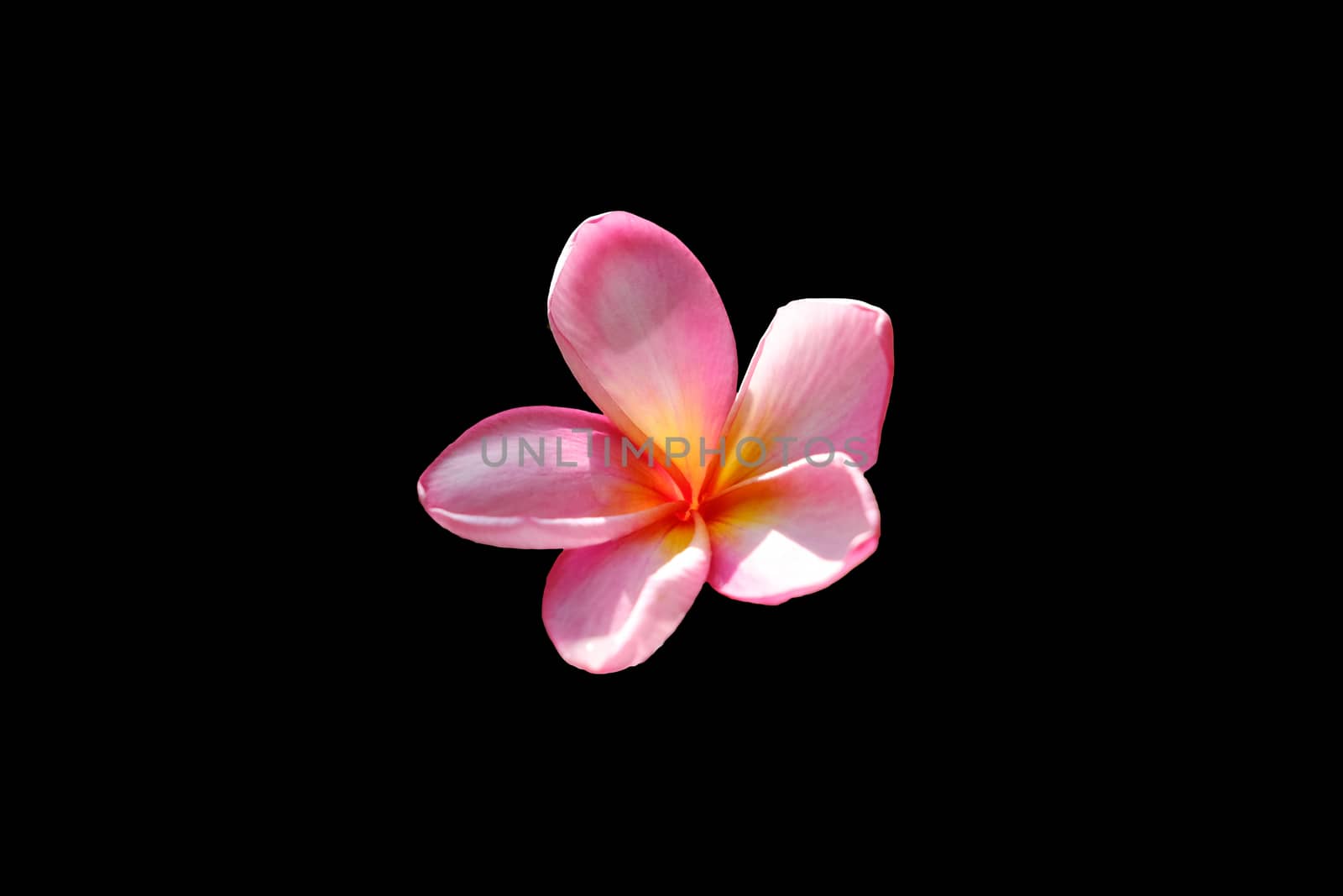 Cluseup head shot of pink frangipani flower isolated on black background by Macrostud
